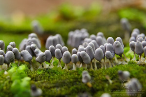 Arcyria cinerea- Strzępek wyprostowany