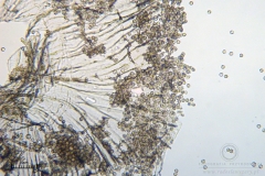 05_m_Arcyria_cinerea_20090702S06_4029_OBR