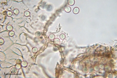 01_m_Arcyria_denudata_20090809S01_4074_OBR