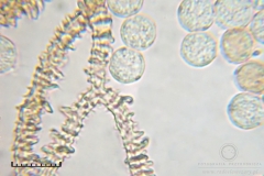 03_m_Arcyria_denudata_20090809S01_4069_OBR