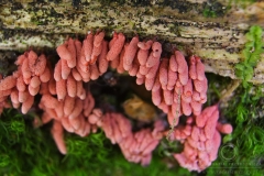 07_Arcyria_denudata_20090809S01_0908_13471