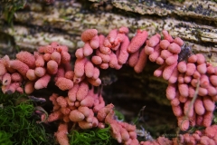 08_Arcyria_denudata_20090809S01_0908_13470