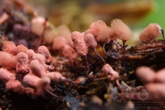 10_Arcyria_denudata_20110815S03_110815_19664