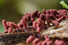 12_Arcyria_denudata_20110815S03_110815_19669