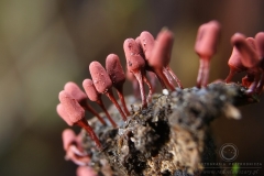 14_Arcyria_denudata_20110815S03_110815_19676