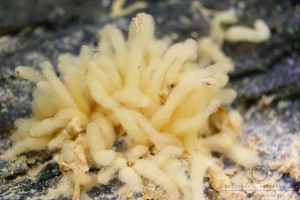 Arcyria obvelata - Strzępek zwisły