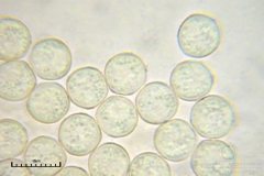 01_m_Arcyria-_obvelata_20090623S01_3979_OBR