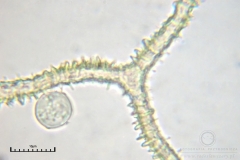 02_m_Arcyria-_obvelata_20090623S01_3975_OBR