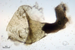 09_m_Arcyria-_obvelata_20090623S01_3961_OBR