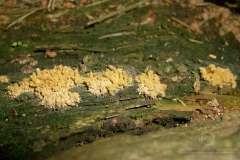 10_Arcyria-_obvelata_20090623S01_3150