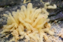 11_Arcyria-_obvelata_20090623S01_0808_10460