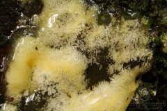 12_Ceratomyxa_fruticulosa_20100607S01_0808_10635