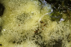 13_Ceratomyxa_fruticulosa_20100607S01_0808_10636