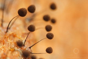 Comatricha nigra - Czuprynka czarna
