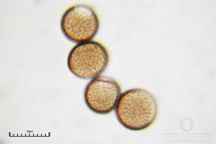 01_m_Comatricha-_nigra_20090405S01_3896