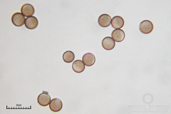 02_m_Comatricha-_nigra_20090405S01_3894