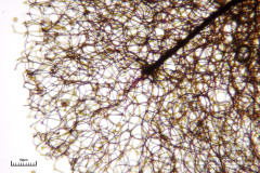 03_m_Comatricha-_nigra_20090405S01_3874