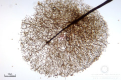 04_m_Comatricha-_nigra_20090405S01_3872