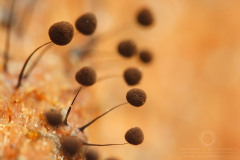 05_Comatricha-_nigra_20090405S01_0904_12161