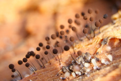 06_Comatricha-_nigra_20090405S01_0904_12142