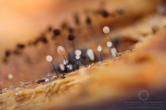 09_Comatricha-_nigra_20090405S01_0904_12139