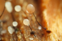 10_Comatricha-_nigra_20090405S01_0904_12159