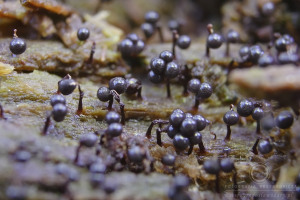 Cribraria cancellata - Przetaczek żebrowiec