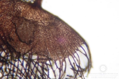 04_Cribraria_cancellata_20100605S01_S6307125_obr
