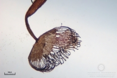 06_Cribraria_cancellata_20100605S01_S6307128_obr