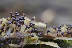 09_Cribraria_cancellata_20100605S01_1006_15445