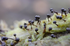 10_Cribraria_cancellata_20100605S01_1006_15443