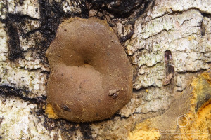 Dictydiaethalium plumbeum - Dęblik