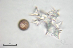 01_m_Didymium_minus_20090702S03_4004_OBR