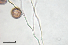 02_m_Didymium_minus_20090702S03_4001_OBR