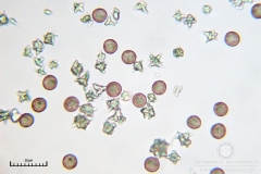 03_m_Didymium_minus_20090702S03_3998_OBR