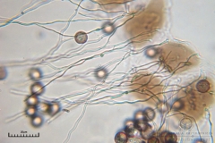 04_m_Didymium_minus_20090702S03_3994_OBR