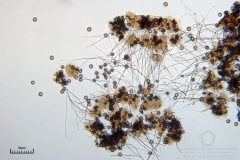 05_m_Didymium_minus_20090702S03_3999_OBR