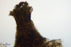 06_m_Didymium_minus_20090702S03_3991_OBR
