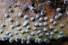 07_Didymium_minus_20090702S03_0907_12988