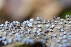 09_Didymium_minus_20090702S03_0907_12986