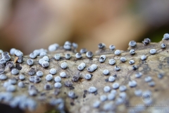 10_Didymium_minus_20090702S03_0907_12985