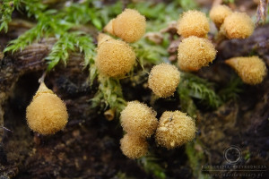 Hemitrichia clavata - Zapletka maczugowata