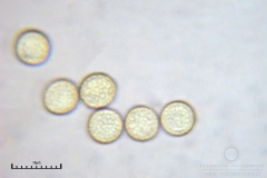 01_m_Hemitrichia_clavata_20090927S02_4242_OBR