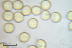 02_m_Hemitrichia_clavata_20090927S02_4238_OBR