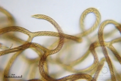 05_m_Hemitrichia_clavata_20090927S02_4234_OBR