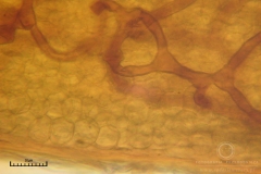 07_m_Hemitrichia_clavata_20090927S02_4231_OBR