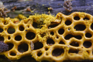 Hemitrichia serpula - Zapletka czołgaczek