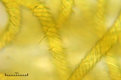 04_m_Hemitrichia_serpula_20090927S03_4255_OBR