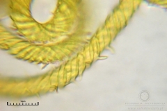 05_m_Hemitrichia_serpula_20090927S03_4253_OBR