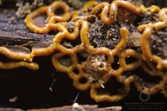 11_Hemitrichia_serpula_20090927S03_0909_14449